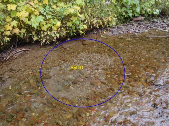 photo of a trout redd