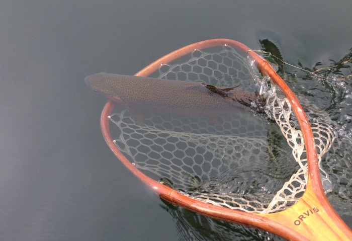 Rainbow Trout swimming out of a net